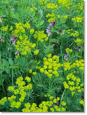 Zypressenwolfsmilch (Euphorbia cyparissias) mit Zaunwicke (Vicia sepium).  Foto: Maria A. Pfeifer