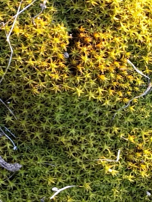 Typisches Moos an Straßenrändern: Syntrichia ruralis (Dach-Drehzahnmoos ) Typisches Moos an Straßenrändern: Syntrichia ruralis (Dach-Drehzahnmoos )