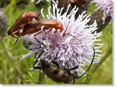Roter Weichkäfer (Rhagonycha fulva) auf Kratzdistel (Cirsium vulgare). Foto: Maria A. Pfeifer Roter Weichkäfer (Rhagonycha fulva) auf Kratzdistel (Cirsium vulgare). Foto: Maria A. Pfeifer
