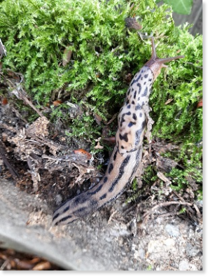 Limax maximus - Tigerschnegel