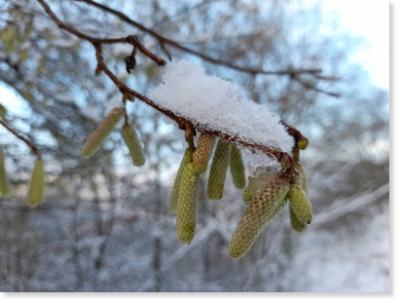 Birke, Erle oder Hasel? 