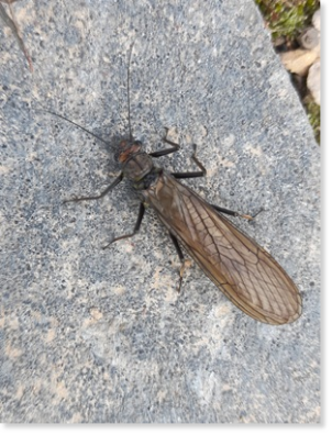 Lebt am Bach: die Steinfliege Perla marginata