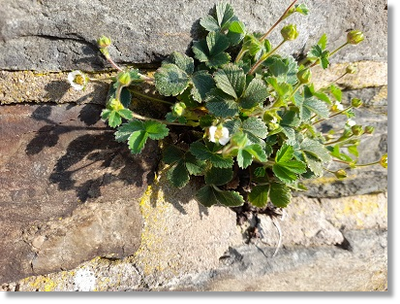 Keine Erdbeere: Erdbeerfingerkraut (Potentilla sterilis) an einer Hauswand