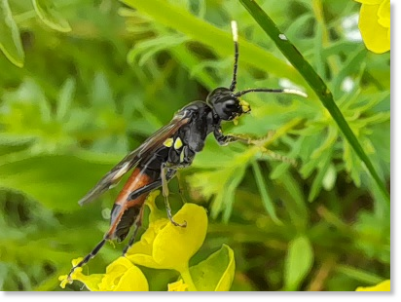 Zypressenwolfsmilch-Blattwespe (Tenthredo solitaria), Familie Tenthredinidae Zypressenwolfsmilch-Blattwespe (Tenthredo solitaria), Familie Tenthredinidae